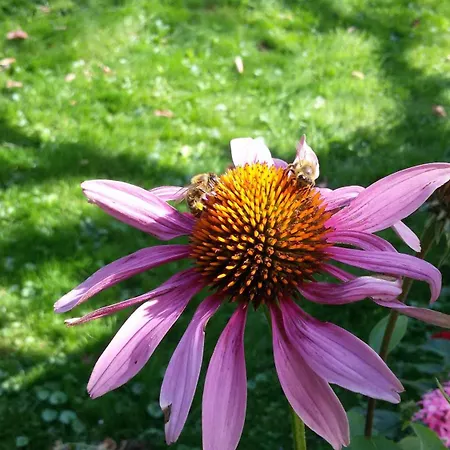 Haus Fernblick Feriehus *